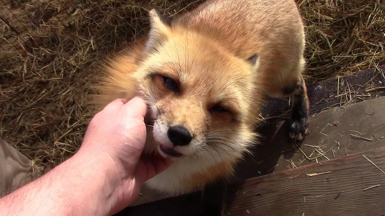 Make fox. Лису гладят. Гладит лисичку. Чесать лисичку. Поглаживание лисы.