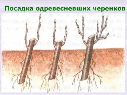 Способы посадки черенков