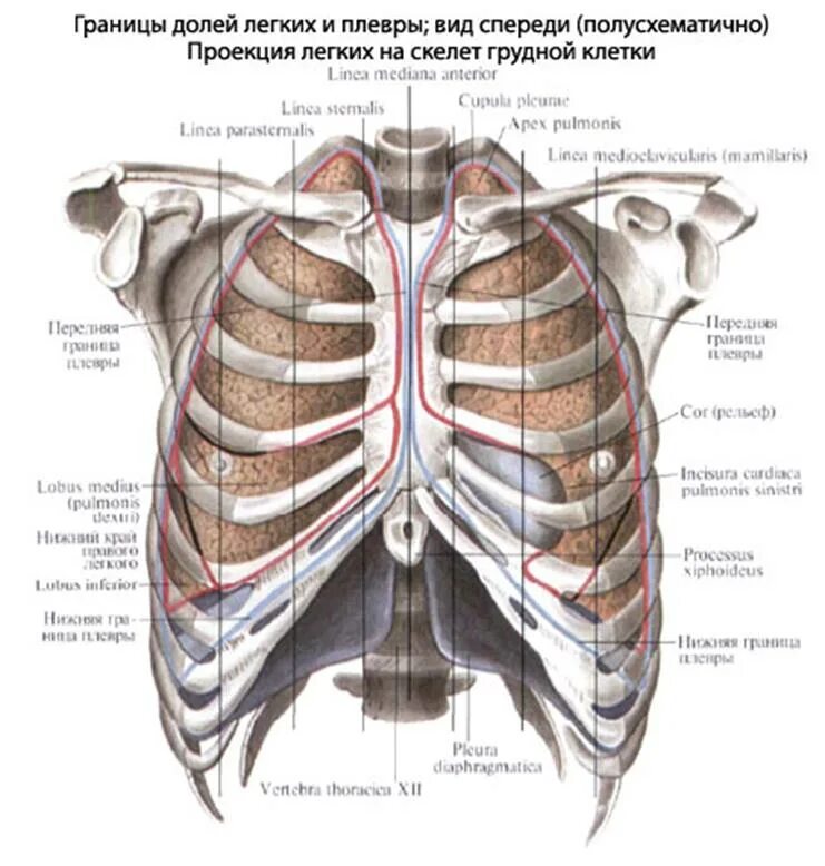 Границы легких и плевры спереди. Легкие топография скелетотопия. Границы легких и плевры анатомия. Легкие между ребер