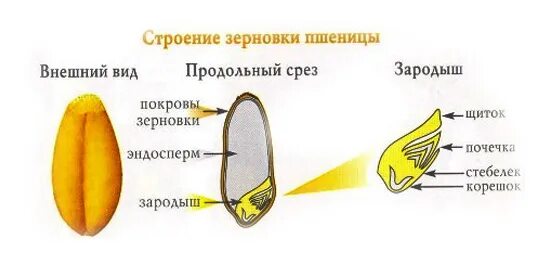 В семени пшеницы есть. Строение зародыша зерновки пшеницы. Строение семени зерновки. Строение семени зерновки пшеницы. Плод Зерновка строение.