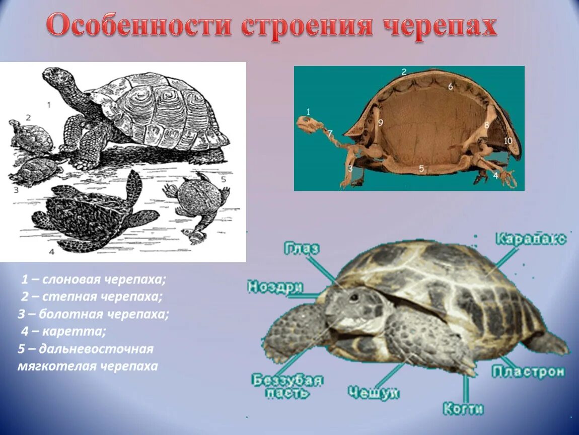 Черепахи особенности строения и представители. Отряд черепахи строение конечностей. Внешнее строение Степной черепахи. Черепашата Болотной черепахи. Болотная черепаха систематика.