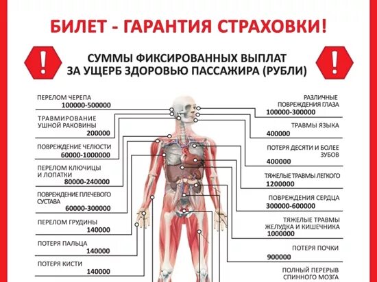 Стоимость органов человека. Органы человека на черном рынке. Черный рынок человеческих органов. Страховая выплата за перелом руки. Сколько стоят мужские донорские яйца