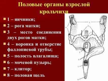 Матка какие виды Shtampik.com
