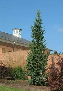 Atlas cedar
