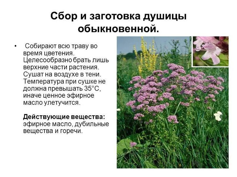 приготовление лекарственных настоев и отваров. правила приготовления отваров. лекарственные травы с названиями. сбор лекарственных растений. трава для выкидыша.