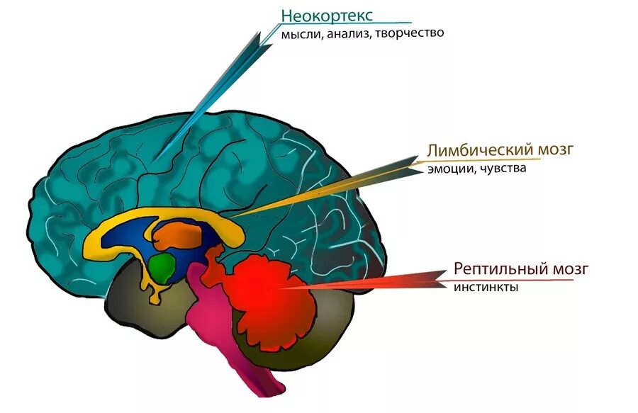 3 слоя мозга. Неокортекс рептильный и лимбическая система. Рептильный мозг человека строение. Строение мозга лимбическая система неокортекс. Строение мозга человека неокортекс.