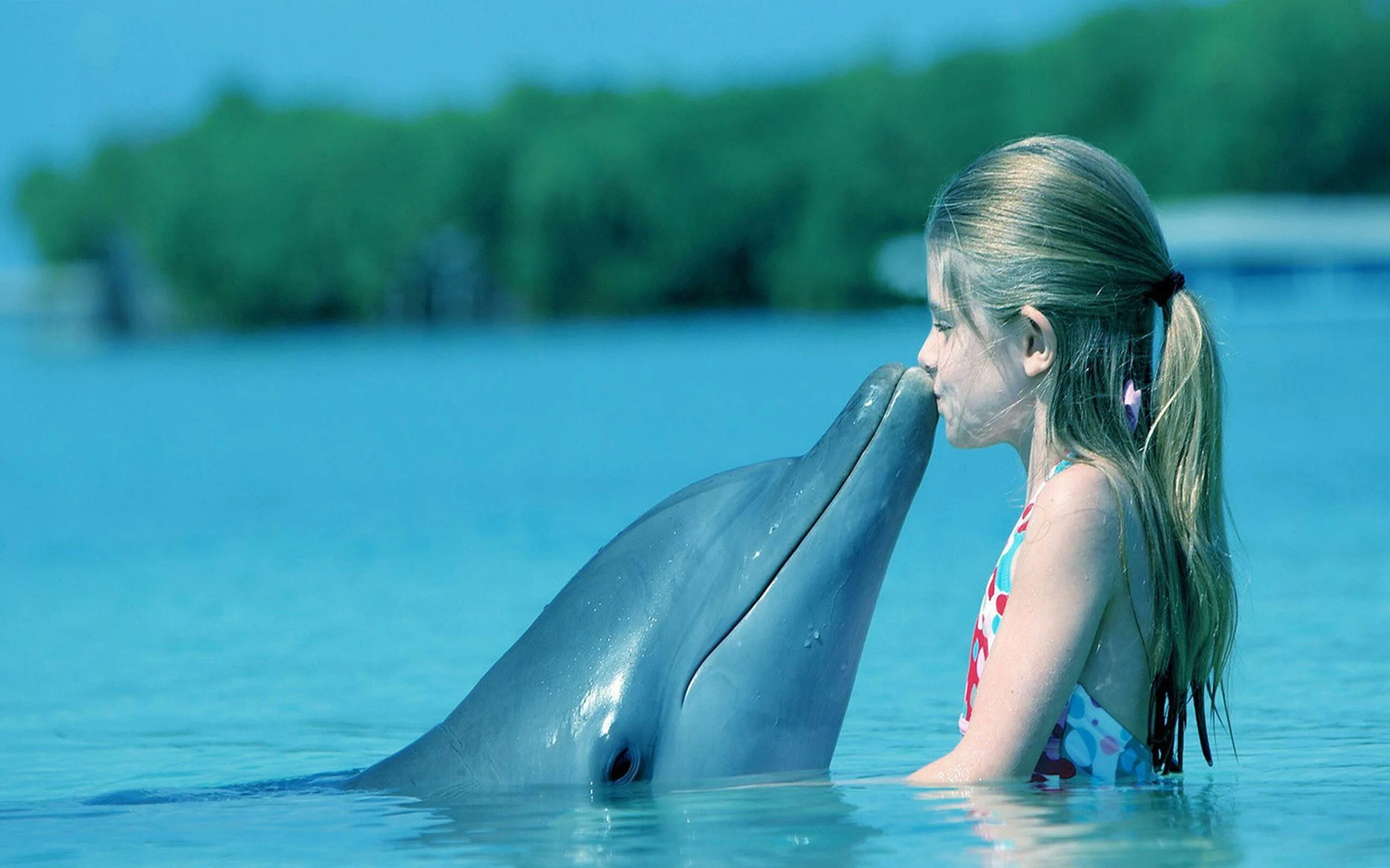 Дельфины в море. Фото дельфина. Дельфин в воде. Дельфин в море. Dolphin api