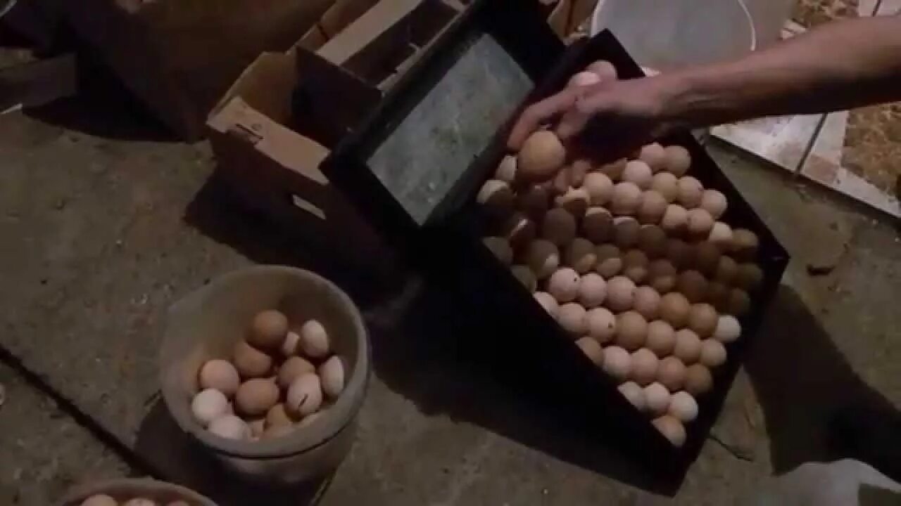 Каким концом закладывать яйца. Инкубатор Инка. Укладка в инкубатор. Укладывание яиц в инкубатор. Укладка куриных яиц в инкубатор.