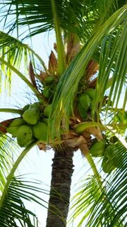 2160x3840 пальма, кокосы, орехи, ветки, небо обои samsung galaxy s4, s5, no...