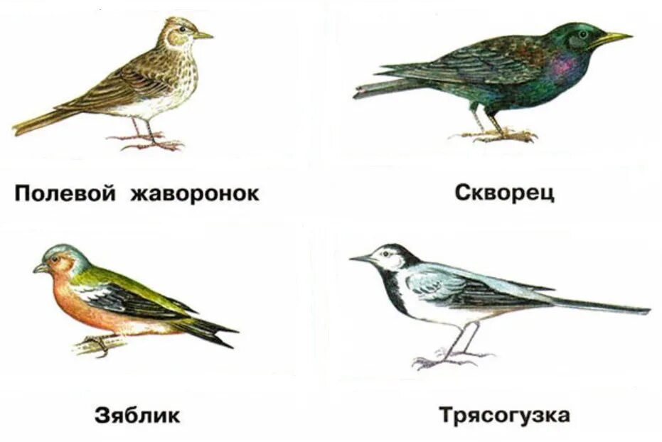 С помощью учебника приведите примеры весенних