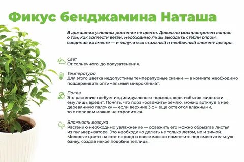 Фикус условия ухода