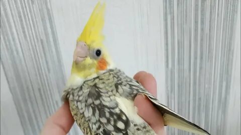 Корелла зовет самца