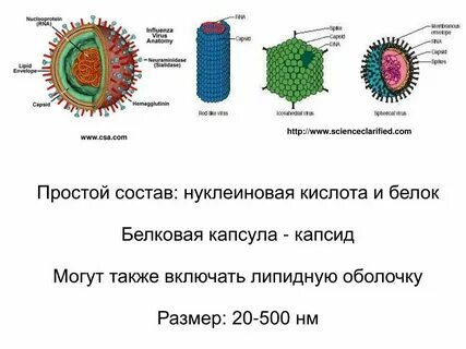 Из чего состоит оболочка вируса