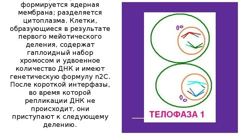 Телофаза набор хромосом. Телофаза хромосомы деспирализуются. Телофаза хромосомный набор. Телофаза мейоз хромосомный набор и Кол во ДНК. Гаплоидный набор хромосом клетки образуется в результате