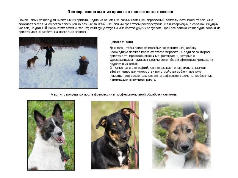 Заключение проекта бездомные животные. Презентация на тему бездомных животных. Цель помощи животным. Вещи для приюта животных. Цель проекта бездомные животные.