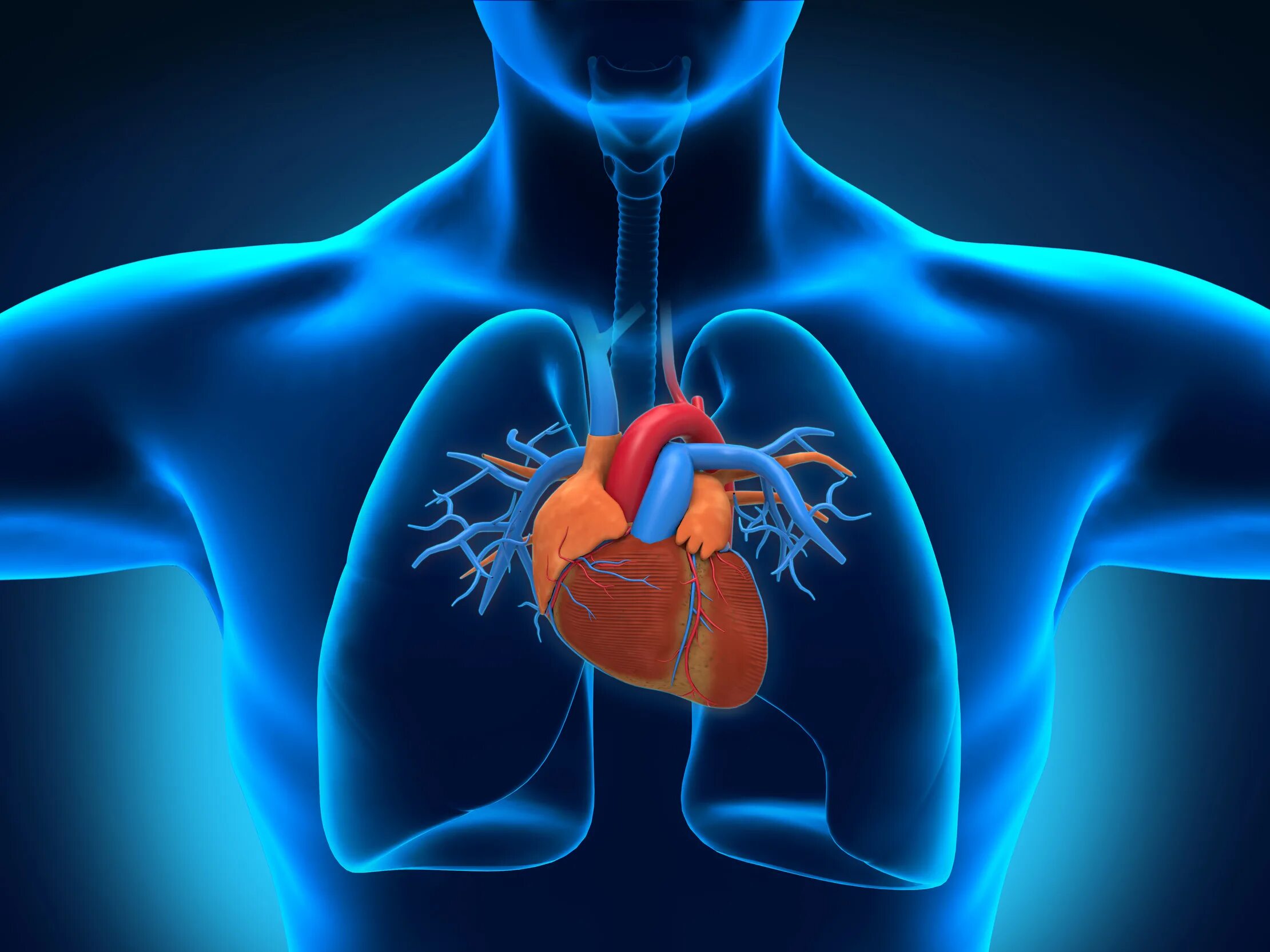 Дом где находится сердце. Сердце анатомия. Внутренние органы человека сердце.
