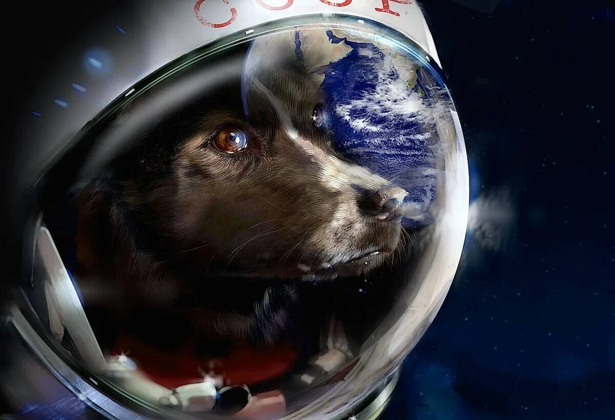 Первое живое существо совершившее космический полет. Первая собака в космосе лайка. Полет собаки лайки в космос. Первая собака в космосе лайка фото. Лайка первый космонавт.