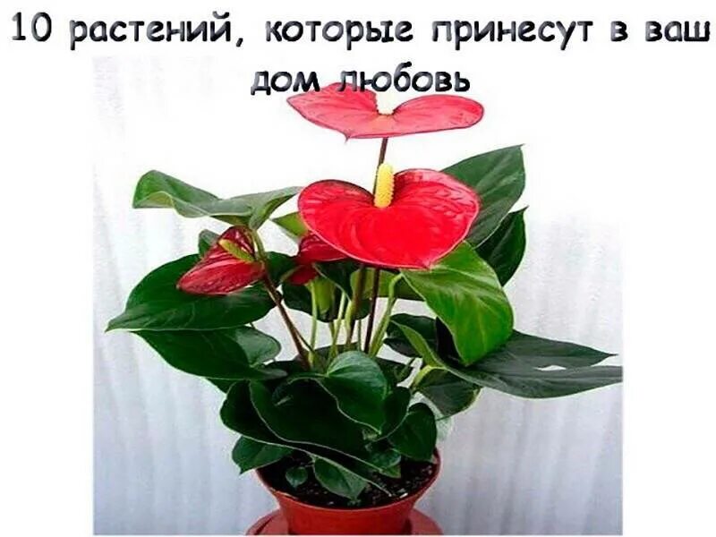 Какие цветы любовь приносит. Цветущие комнатные цветы приносящие удачу. цветок счастья комнатный. комнатный цветок приносящий счастье и любовь в дом. комнатные цветы приносящие счастье и любовь и достаток в доме.