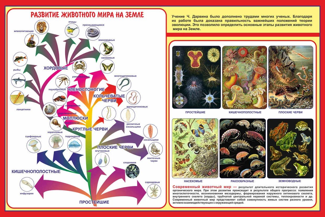 Урок по биологии мир биологии. Стенды для кабинета биологии. Плакаты для кабинета биологии. Учебные плакаты по биологии. Школьные плакаты по биологии.