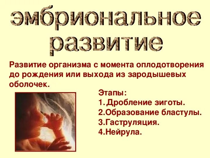 Онтогенез человека. Периоды развития организма. Период развития организма после рождения. Эмбриональный и постэмбриональный период развития. Возрастная периодизация, периоды развития организма.
