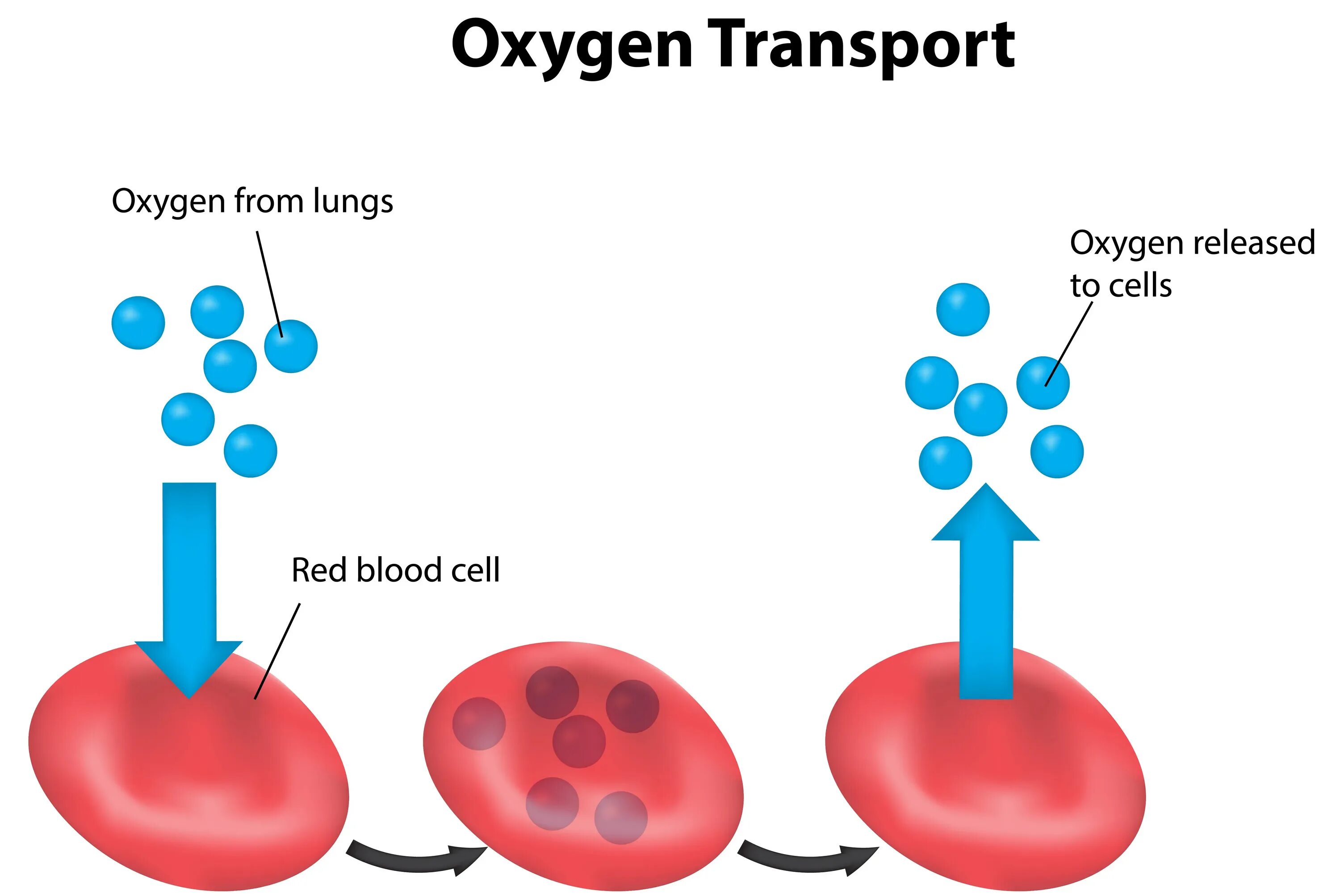 Транспорт кислорода кровью. Что доставляет кислород в клетки. Транспорт кислорода в клетку. Эритроциты транспортируют кислород. Соединение кислорода в крови