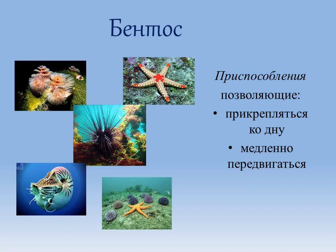 Адаптации водная среда жизни. Бентос приспособления. Бентос адаптации. Бентос адаптации к водной среде. Бентос приспособления к водной среде.