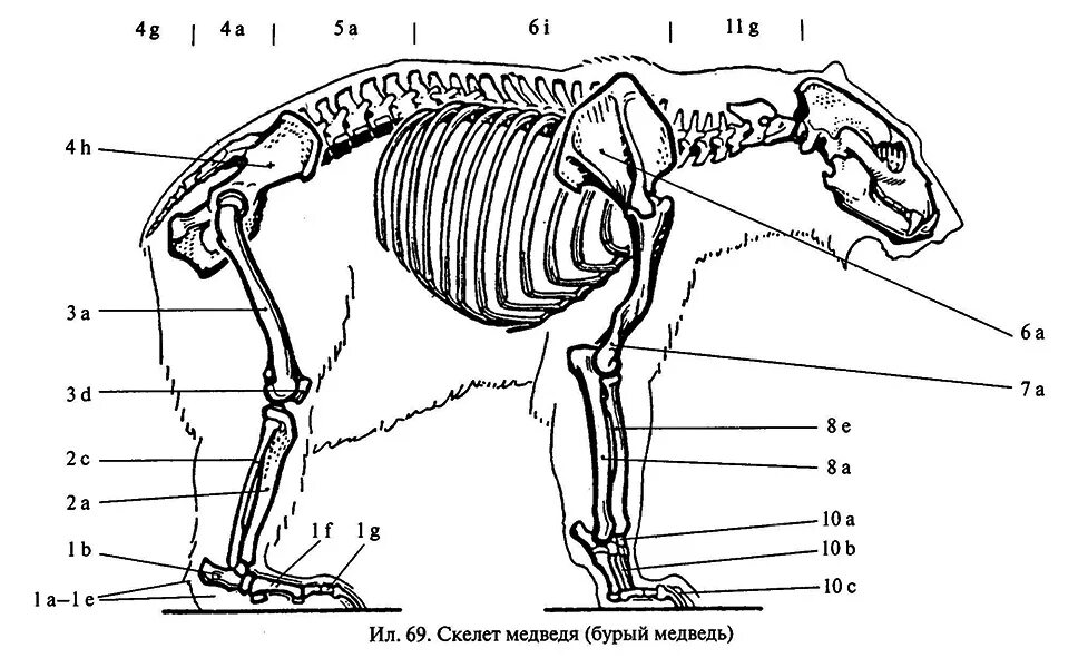 Особенности внутреннего строения медведя. Скелет медведя строение. Скелет белого медведя. Анатомия медведя. Анатомия медведя кости.