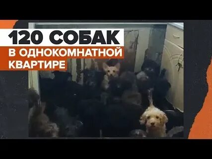 Собаку залили