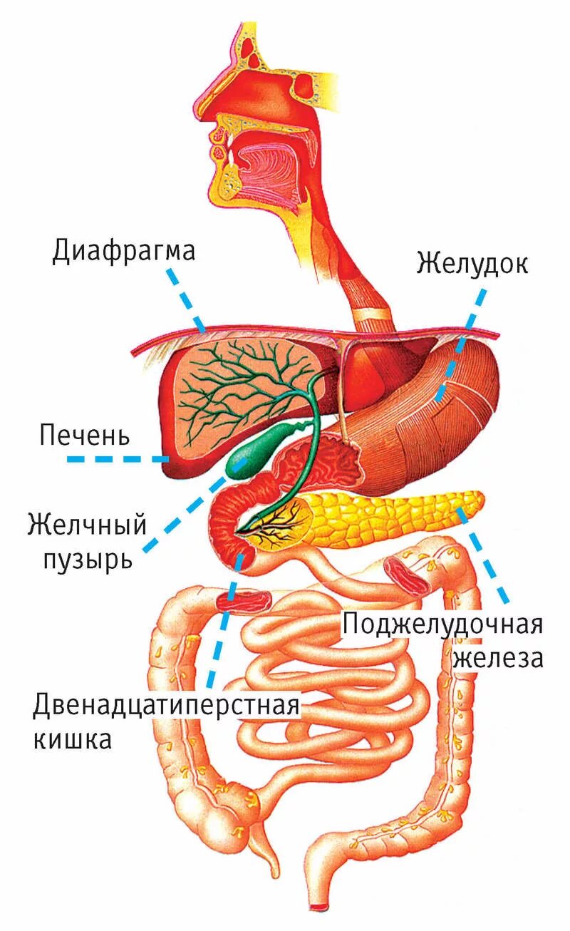 Дисхолия желчного пузыря что это такое. Печень желчный пузырь поджелудочная железа желудок. Селезенка. Печень поджелудочная железа желчный пузырь. Желудок, желчный пузырь схема.