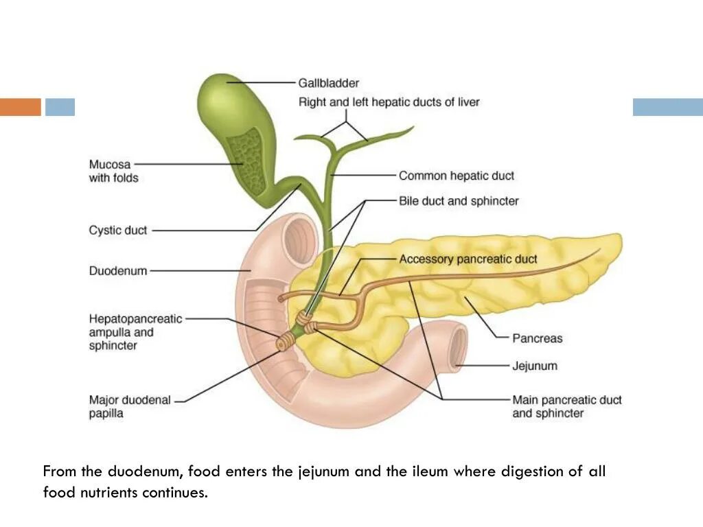 Орган имеет протоки открывающиеся в двенадцатиперстную кишку. Желчный пузырь и поджелудочная железа. Сфинктеры поджелудочной железы. Поджелудочная железа желчный пузырь анатомия. 12 Перстная кишка и поджелудочная железа.