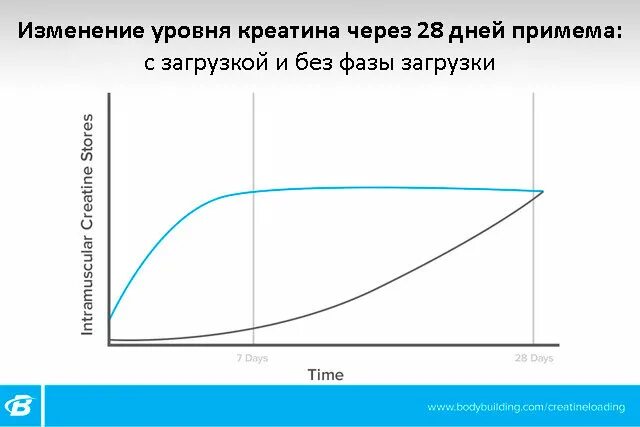 Креатин без загрузки