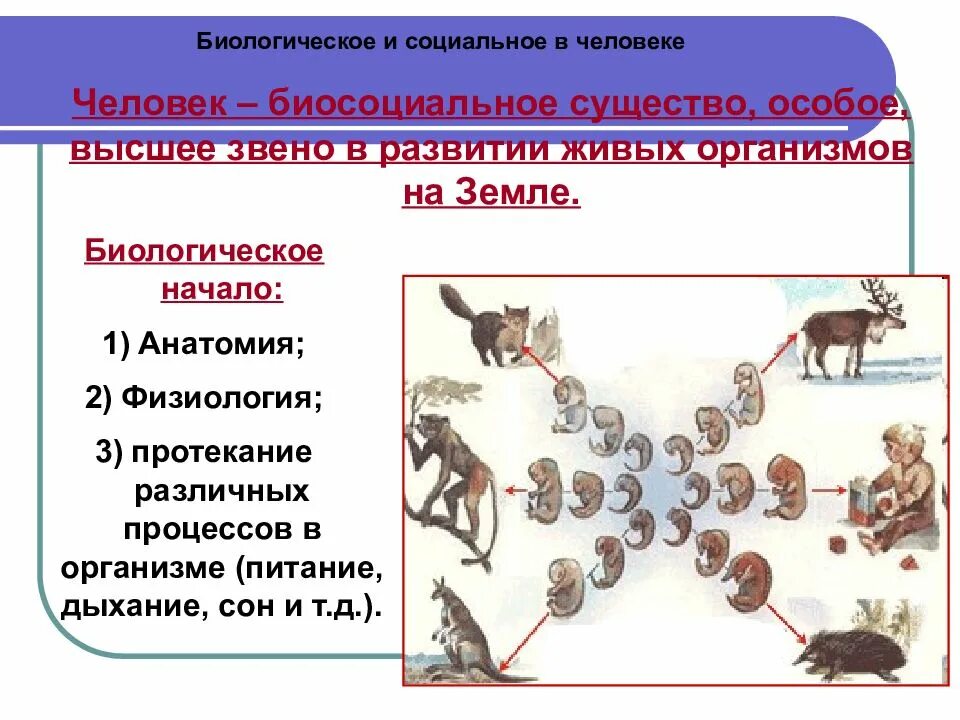 Как называется человек как социальное существо. Биосоциальное и социальное в человеке. человек это социально биологическое существо. человек биосоциальное существо. человек биосоциальное существо биологическое и социальное.