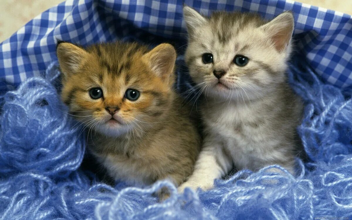 Картинки котят. Красивые котята. Котята милашки. Милые котятки. Милые кошечки.