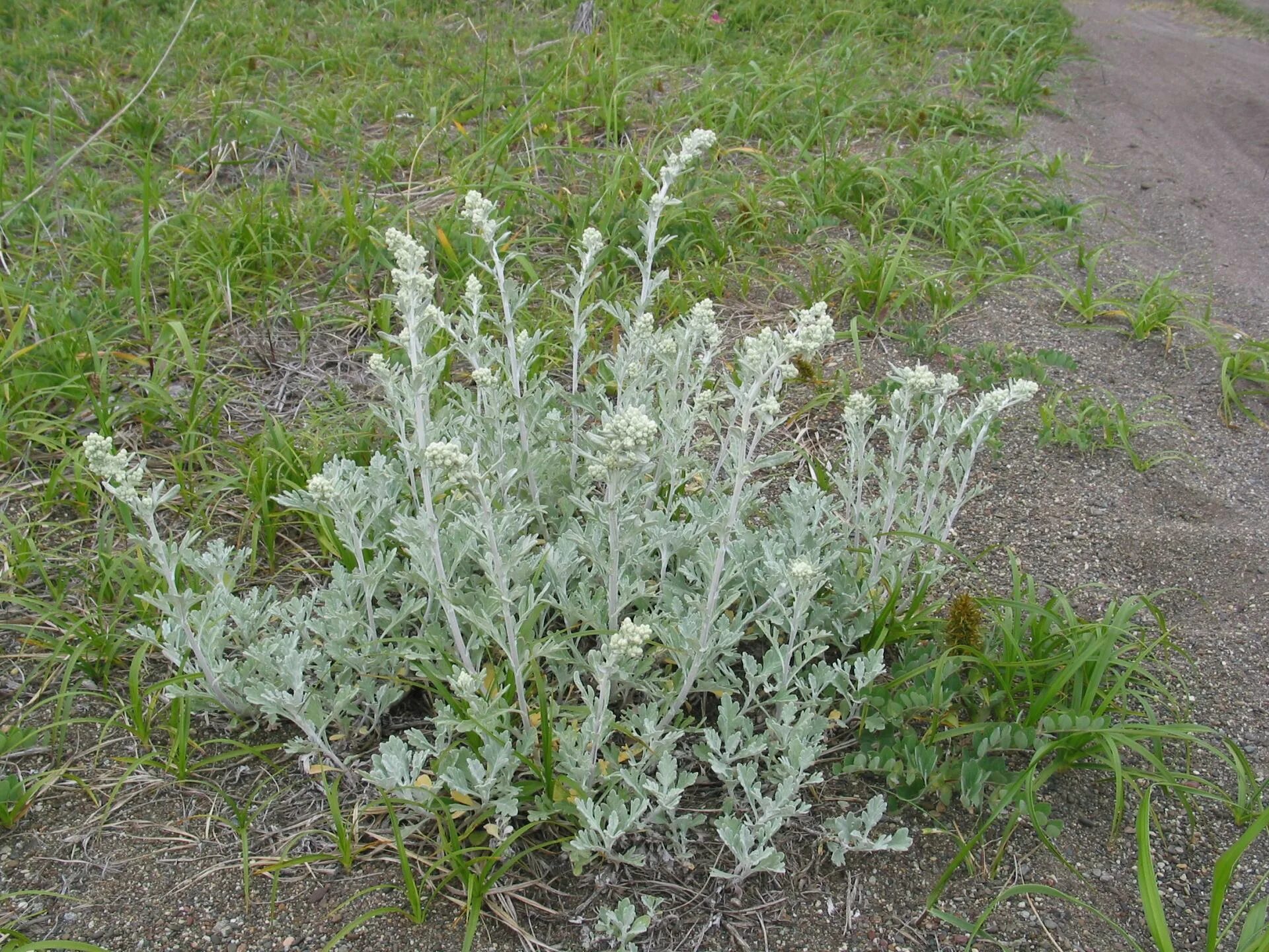 Сильно пахнущие травы. Полынь Баргузинская — Artemisia bargusinensis. Полынь чернобыльник. Полынь Стеллера. Жусан Полынь.