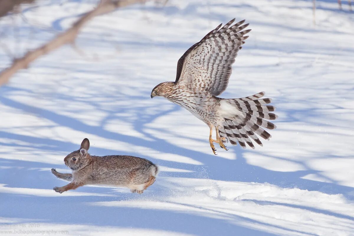 степная пустельга гнездо. охота филина. совы и белки. филин охотится. хищные птицы.
