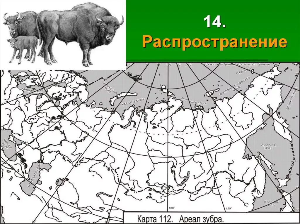 Ареал обитания зубров в России. Овцебык ареал обитания. Ареал обитания зубра на карте России. Ареал обитания овцебыка в России на карте.