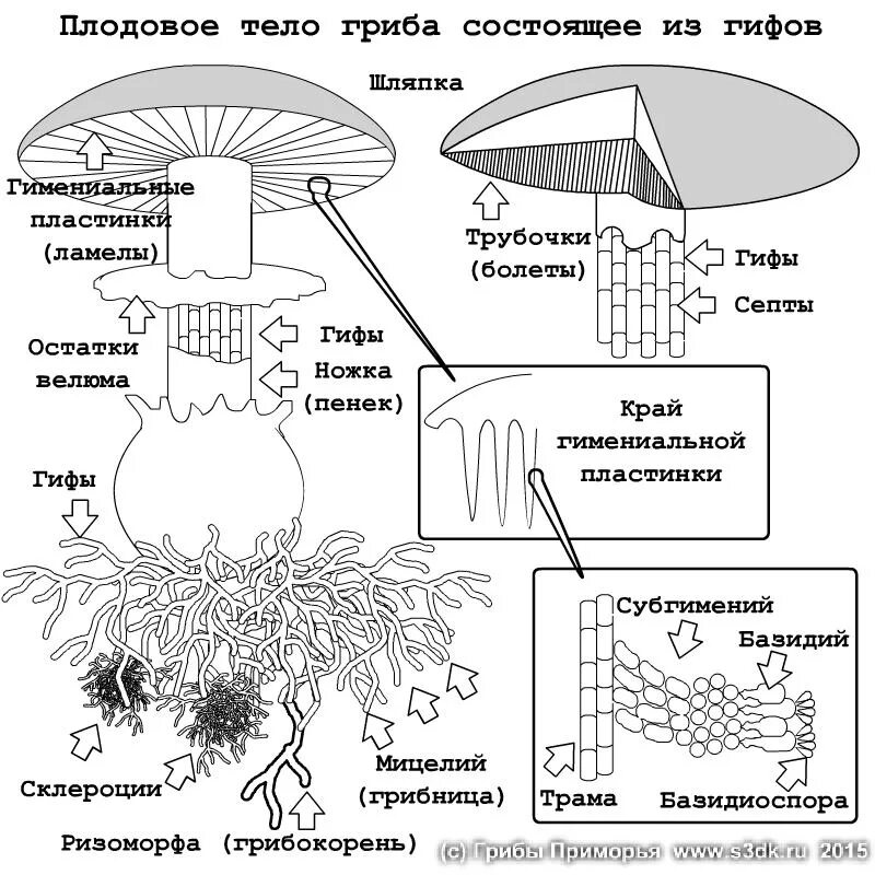 Гриб группа слов. Структура плодового тела шляпочного гриба. Структура и схема шляпочного гриба. Схема плодовое тело шляпочного гриба. Грибы строение шляпочных грибов.