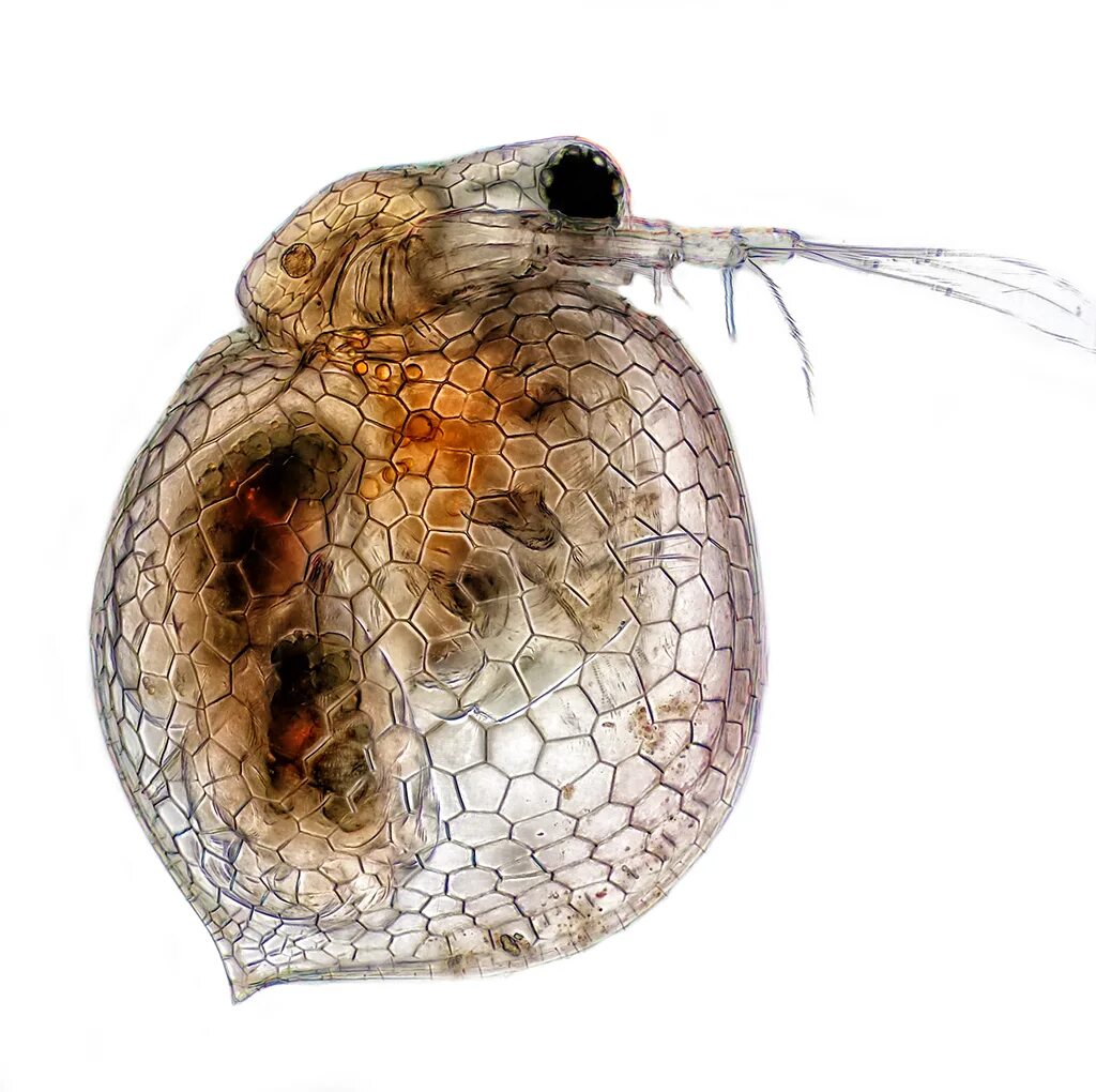 Цериодафния аффинис. Дафнии и цериодафнии. Ceriodaphnia affinis Lilljeborg. Панцирь дафний.