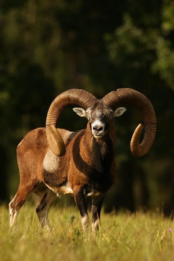 Муфлон крымский. Круглый муфлон. Дикий баран муфлон. Европейский муфлон. Муфлон мохнорылый.