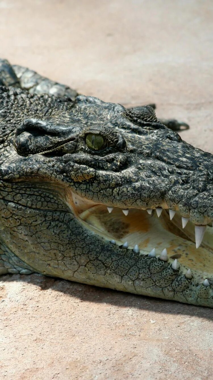 Купить крокодил про. Нильский крокодил. Нильский Аллигатор. Нильский крокодил и Аллигатор.