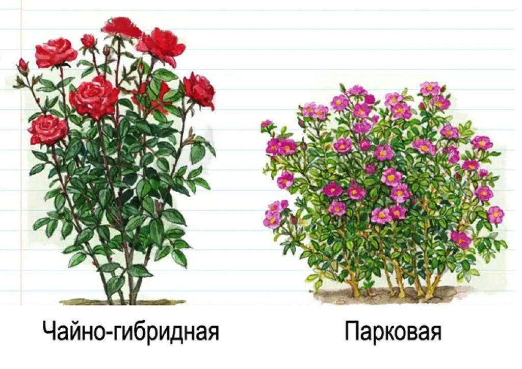 Чем отличаются гибридные. Розы:чайно-гибридные, флорибунда , парковые.