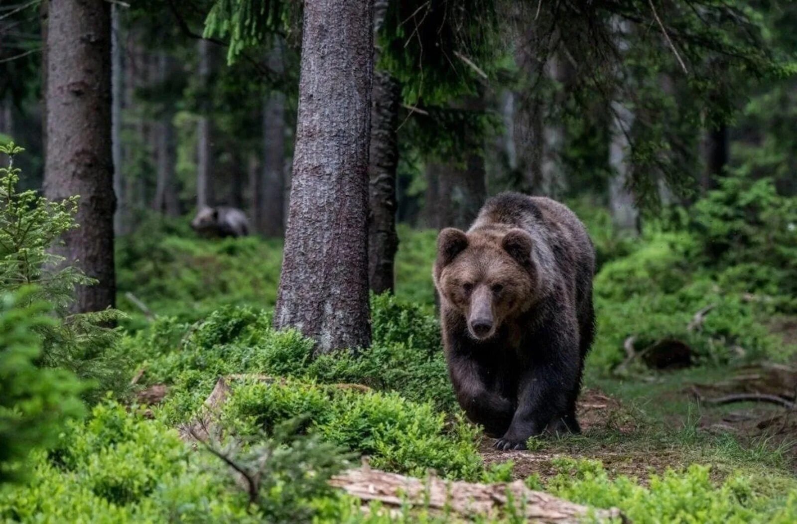 Животные белорецка. Бурый медведь Уссурийская Тайга. Бурый медведь в тайге. Животные тайги бурый медведь. Таежный бурый медведь.