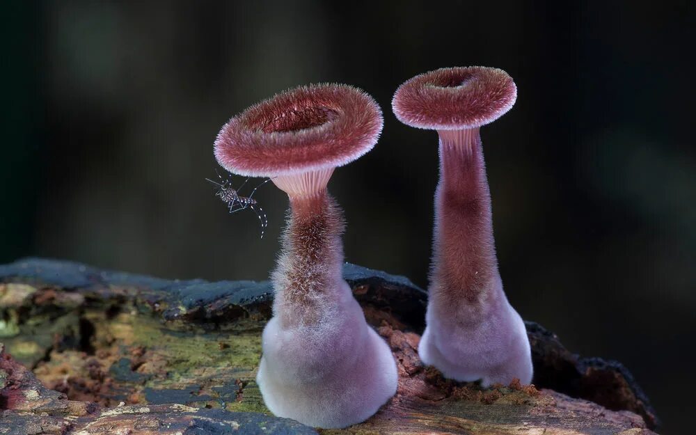Необычные грибы фото с названиями МухАмор, mushroom growers and suppliers, Perm, Pionerskaya Street, 17А Yandex 