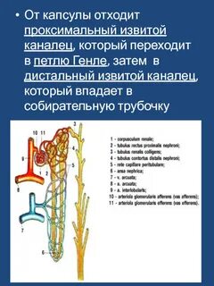 Стенка почки