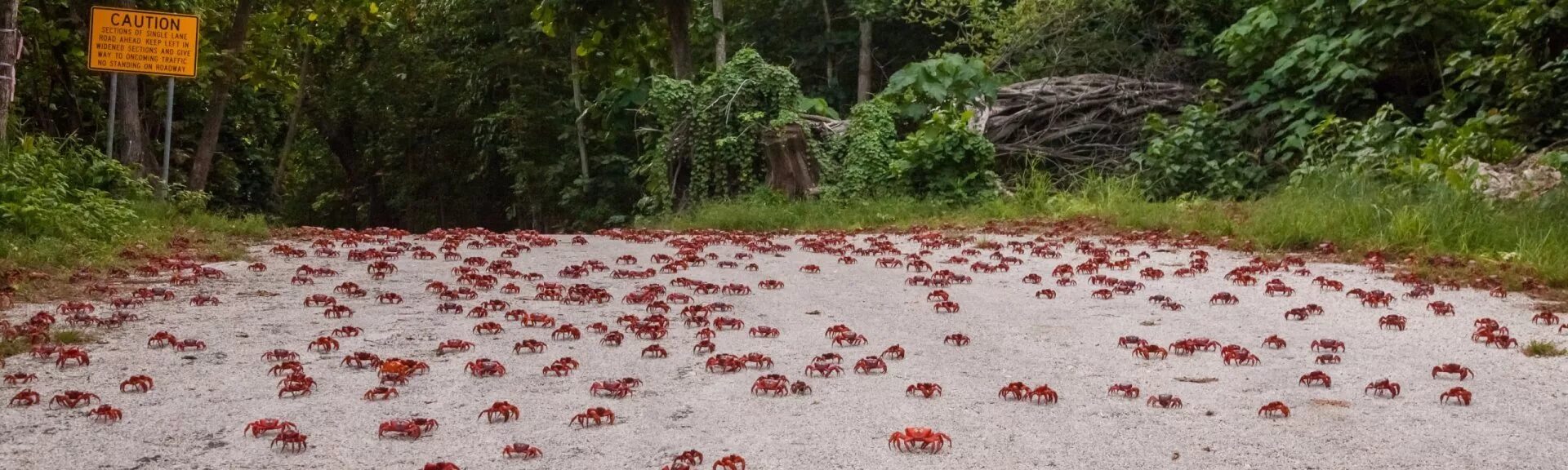 Christmas Island Tours Australian Wildlife Journeys