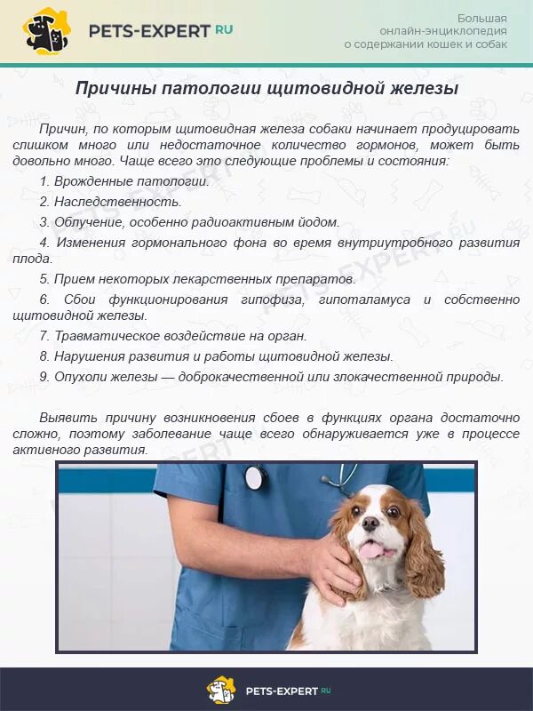 Можно ли давать собаке капусту. Что нельзя давать собакам. Рекомендации для работы ветеринар.