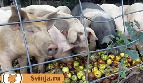 Можно ли поросятам давать свеклу