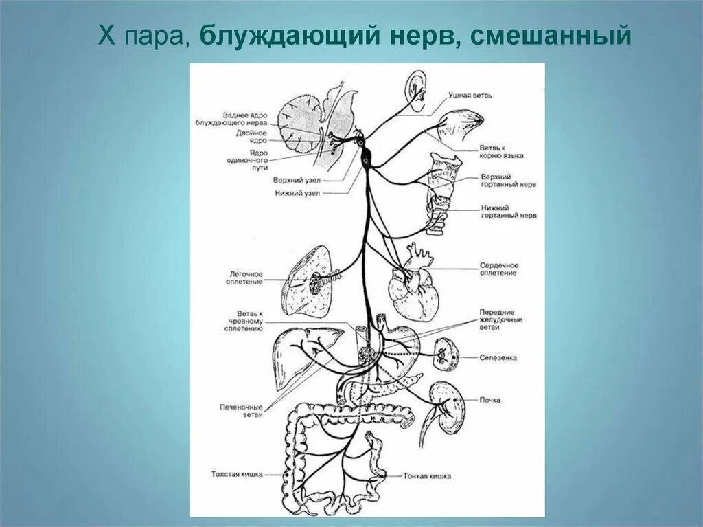 Регуляция блуждающего нерва. X пара – блуждающий нерв. Ветви блуждающего нерва. Блуждающий нерв ветви. 10 Пара блуждающий нерв.