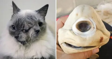 Кошки побочка