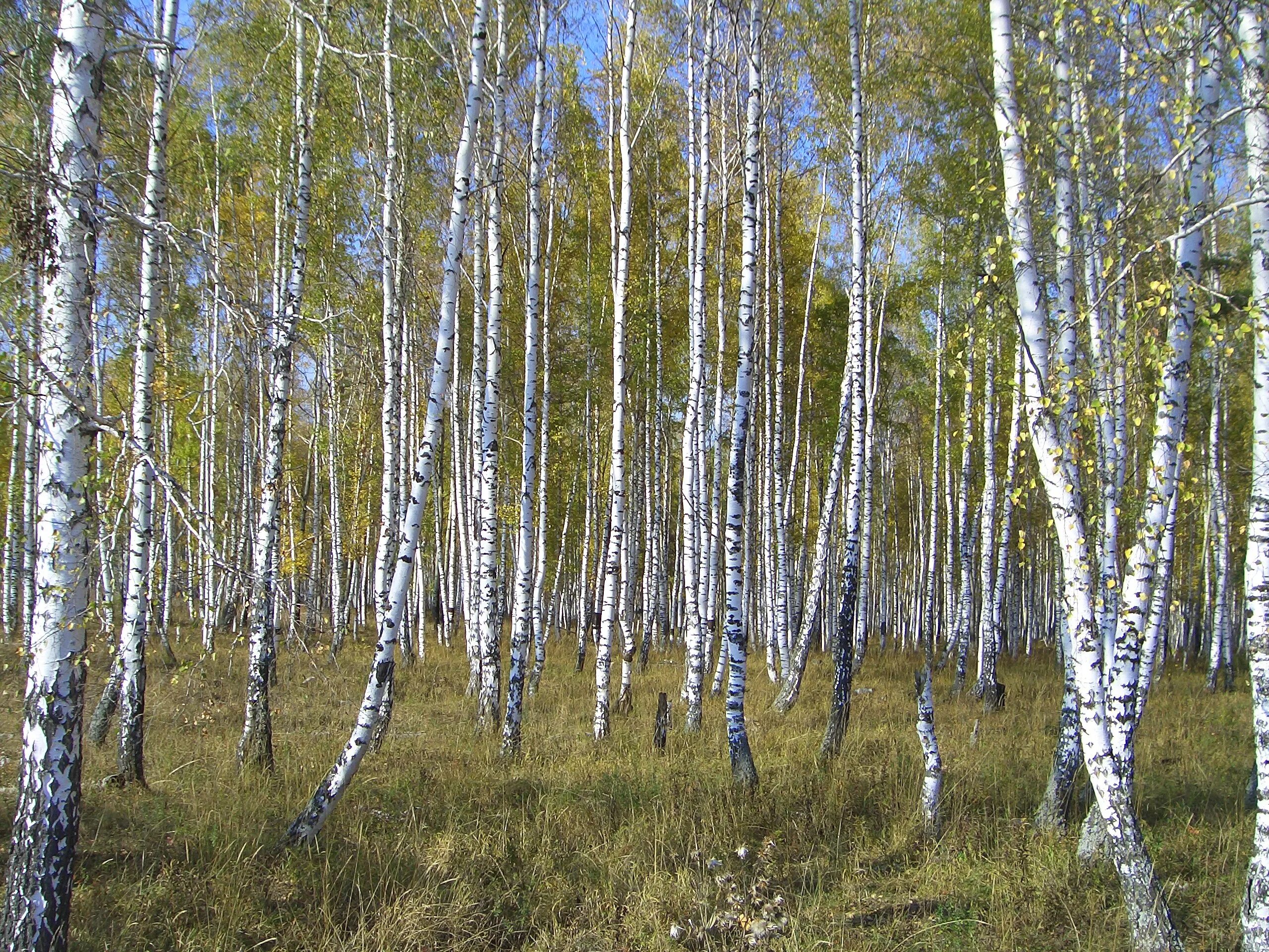 Березка иркутск. Березово осиновые леса Урала. Березовая роща Якутии. Березовый лес, 1871. Омская область березовые Рощи.